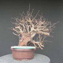 Lade das Bild in den Galerie-Viewer, Orientalische Hainbuche / Carpinus orientalis