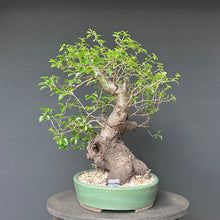 Lade das Bild in den Galerie-Viewer, Bonsai Felsenkirsche / Steinweichsel / Prunus Mahaleb