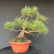 Lade das Bild in den Galerie-Viewer, Bonsai Zirbelkiefer / Pinus cembra