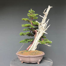 Lade das Bild in den Galerie-Viewer, Bonsai Europäische Eibe / Taxus baccata