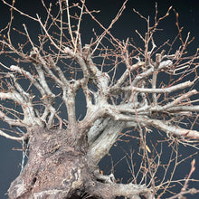 Lade das Bild in den Galerie-Viewer, Orientalische Hainbuche / Carpinus orientalis