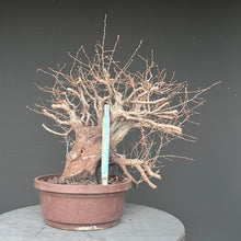 Lade das Bild in den Galerie-Viewer, Orientalische Hainbuche / Carpinus orientalis