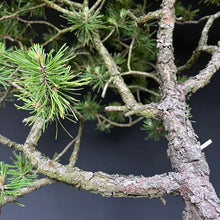 Lade das Bild in den Galerie-Viewer, Bonsai Bergkiefer / Pinus mugo