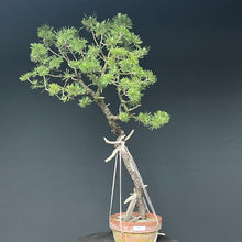 Lade das Bild in den Galerie-Viewer, Bonsai Bergkiefer / Pinus mugo