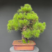 Lade das Bild in den Galerie-Viewer, Bonsai Japanische Schwarzkiefer / Pinus thunbergii