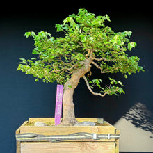 Lade das Bild in den Galerie-Viewer, Dreispitz-Ahorn / Acer buergerianum