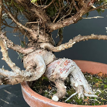 Lade das Bild in den Galerie-Viewer, Bonsai Chinesischer Wacholder / Juniper Chinensis Itoigawa