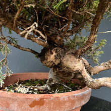 Lade das Bild in den Galerie-Viewer, Bonsai Chinesischer Wacholder / Juniper Chinensis Itoigawa