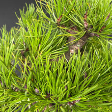 Lade das Bild in den Galerie-Viewer, Bonsai Japanische Schwarzkiefer / Pinus thunbergii