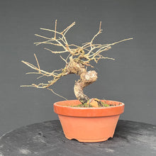 Lade das Bild in den Galerie-Viewer, Europäische Lärche / Larix Decidua