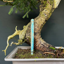 Lade das Bild in den Galerie-Viewer, Yamadori Fichte / Picea abies
