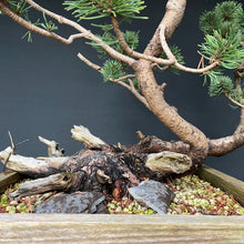 Lade das Bild in den Galerie-Viewer, Bergkiefer / Pinus mugo