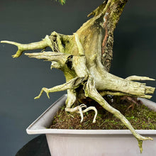 Lade das Bild in den Galerie-Viewer, Yamadori Fichte / Picea abies