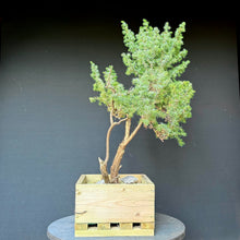 Lade das Bild in den Galerie-Viewer, Igelwacholder / Juniperus rigida