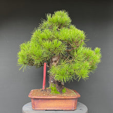 Lade das Bild in den Galerie-Viewer, Bonsai Japanische Schwarzkiefer / Pinus thunbergii