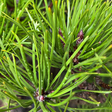 Lade das Bild in den Galerie-Viewer, Bonsai Japanische Schwarzkiefer / Pinus thunbergii
