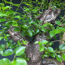 Lade das Bild in den Galerie-Viewer, Bonsai Felsenkirsche / Steinweichsel / Prunus Mahaleb