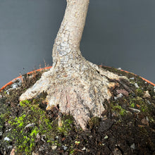 Lade das Bild in den Galerie-Viewer, Feldahorn / Acer campestre