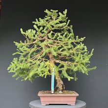Lade das Bild in den Galerie-Viewer, Bonsai Fichte / Picea abies