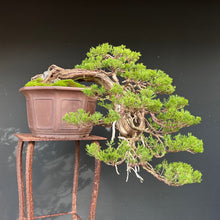 Lade das Bild in den Galerie-Viewer, Sabina Wacholder Kaskade / Juniperus sabina