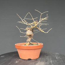 Lade das Bild in den Galerie-Viewer, Europäische Lärche / Larix Decidua