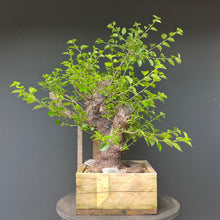 Lade das Bild in den Galerie-Viewer, Bonsai Felsenkirsche / Steinweichsel / Prunus Mahaleb
