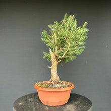 Lade das Bild in den Galerie-Viewer, Fichte / Picea abies