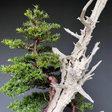 Lade das Bild in den Galerie-Viewer, Bonsai Europäische Eibe / Taxus baccata