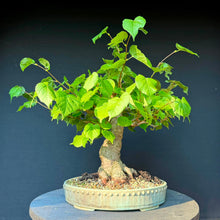 Lade das Bild in den Galerie-Viewer, Winterlinde / Tilia cordata
