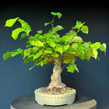 Lade das Bild in den Galerie-Viewer, Winterlinde / Tilia cordata
