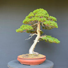 Lade das Bild in den Galerie-Viewer, Wacholder / Juniperus Chinensis Itoigawa