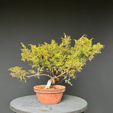 Lade das Bild in den Galerie-Viewer, Bonsai Chinesischer Wacholder / Juniper Chinensis Itoigawa