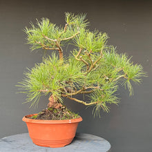 Lade das Bild in den Galerie-Viewer, Bonsai Zirbelkiefer / Pinus cembra