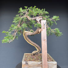 Lade das Bild in den Galerie-Viewer, Sabina Wacholder / Juniperus sabina