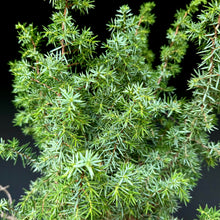 Lade das Bild in den Galerie-Viewer, Igelwacholder / Juniperus rigida