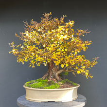 Lade das Bild in den Galerie-Viewer, Bonsai Weissdorn / Crataegus