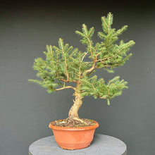 Lade das Bild in den Galerie-Viewer, Fichte / Picea abies