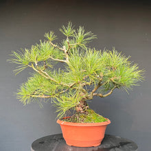 Lade das Bild in den Galerie-Viewer, Bonsai Zirbelkiefer / Pinus cembra