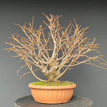 Lade das Bild in den Galerie-Viewer, Bonsai Winterlinde / Tilia cordata