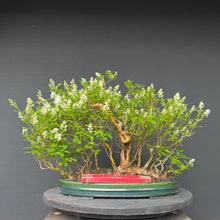 Lade das Bild in den Galerie-Viewer, Bonsai Floßform Gemeiner Liguster / Ligustrum vulgare
