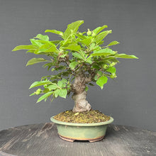 Lade das Bild in den Galerie-Viewer, Bonsai Zierapfel / Malus sieboldii