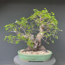 Lade das Bild in den Galerie-Viewer, Bonsai Felsenkirsche / Steinweichsel / Prunus Mahaleb