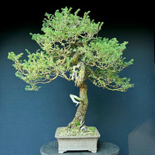 Lade das Bild in den Galerie-Viewer, Japanische Hemlocktanne / Tsuga diversifolia