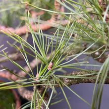 Lade das Bild in den Galerie-Viewer, Bonsai Zirbelkiefer / Pinus cembra