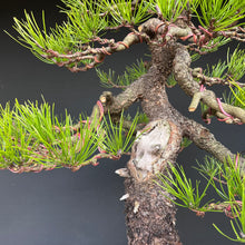 Lade das Bild in den Galerie-Viewer, Bonsai Kiefer