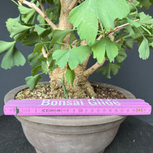 Lade das Bild in den Galerie-Viewer, Ginkgo biloba