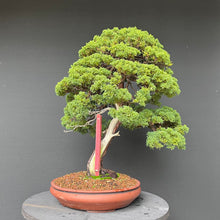 Lade das Bild in den Galerie-Viewer, Chinesischer Wacholder / Juniperus Chinensis Itoigawa