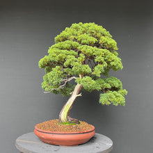 Lade das Bild in den Galerie-Viewer, Chinesischer Wacholder / Juniperus Chinensis Itoigawa