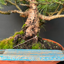 Lade das Bild in den Galerie-Viewer, Bonsai Zirbelkiefer / Pinus cembra