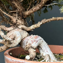 Lade das Bild in den Galerie-Viewer, Bonsai Chinesischer Wacholder / Juniper Chinensis Itoigawa